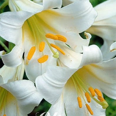 Trumpetlilje-Lilium Regale 2-pakning